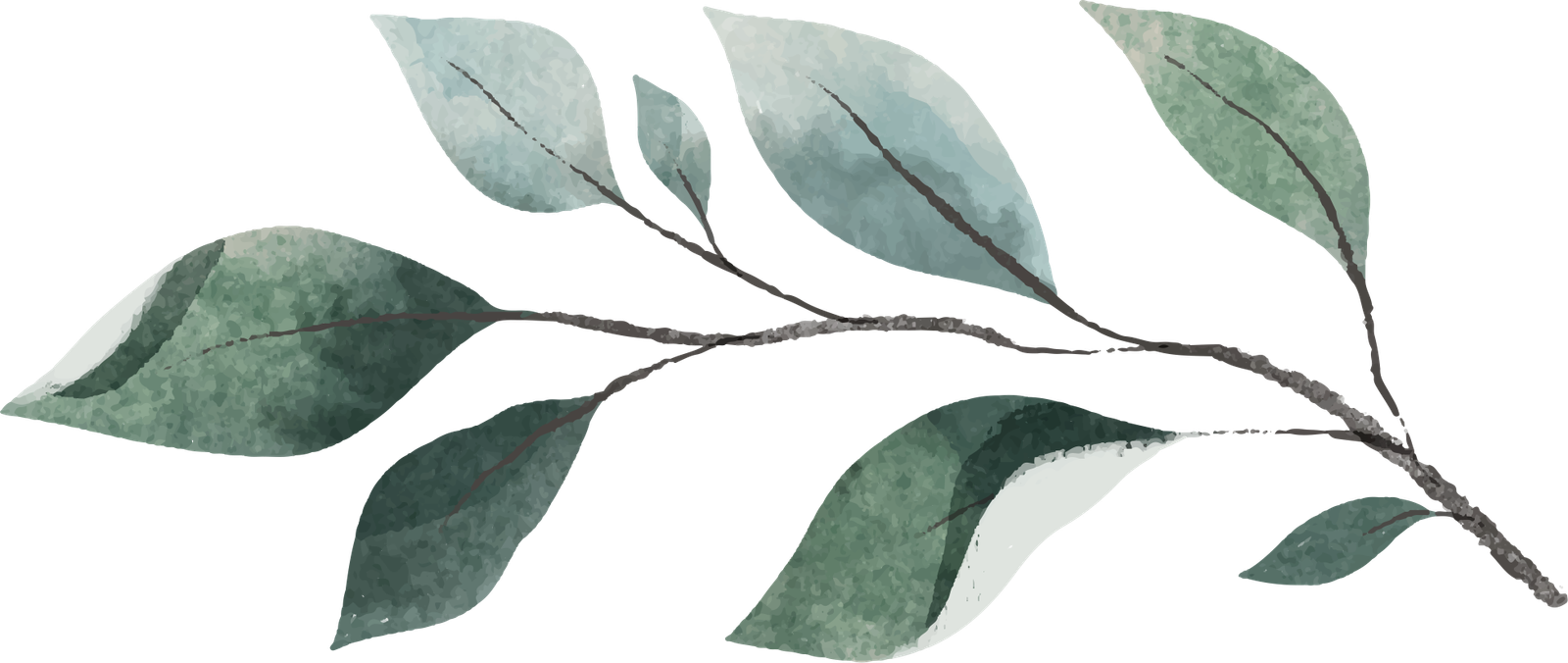 Imagen de una hoja verde